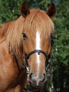 Liisa