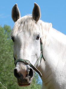 Peppi