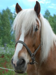 Vesku
