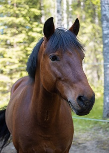 Heikki