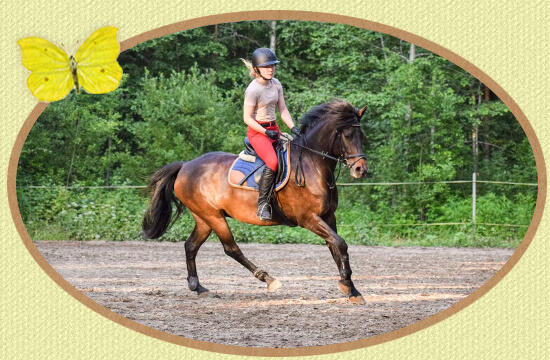 Mikkolan Ratsastuskoulu j&auml;rjest&auml;&auml; ratsastustunteja ja ratsastusleirej&auml; Vilppulassa.